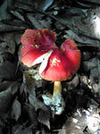 57750b3e.JPG
