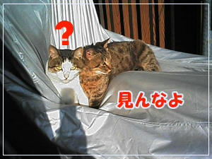 猫　ねこ　ネコ