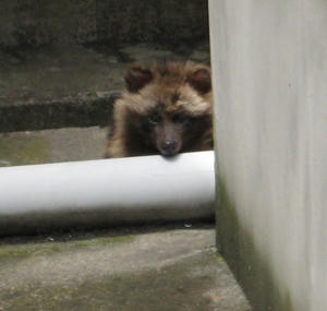 tanuki.jpg