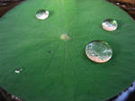 lotus