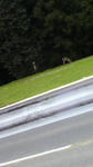 20090329shika.jpg