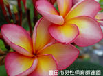 PC250575.jpg