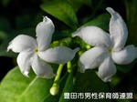 PC240538.jpg