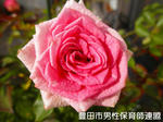 PB281455.jpg