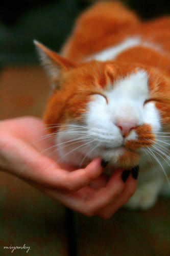 20102609nuko.jpg