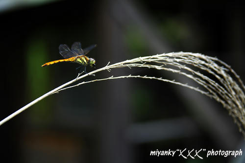 2010072535.jpg