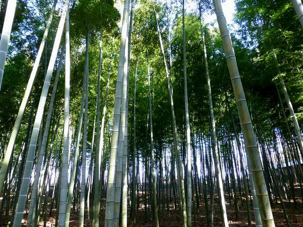 孟宗竹林