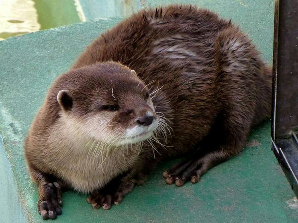 在りし日のアンズちゃん
