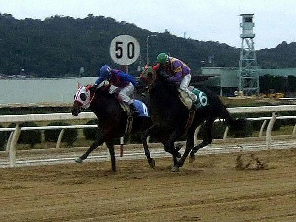 福山競馬場名物残り50mのハロン棒