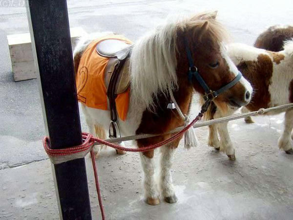 入り口のところで乗馬体験と餌やりをしていたポニー
