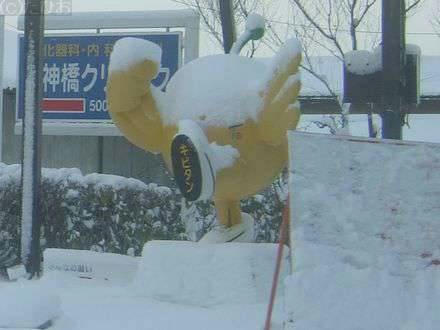雪を被ったキビタン