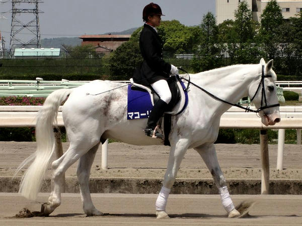 誘導馬マコーリー号(1)