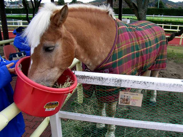 飼馬を食べるしんえもん号（ハーフリンガー種）