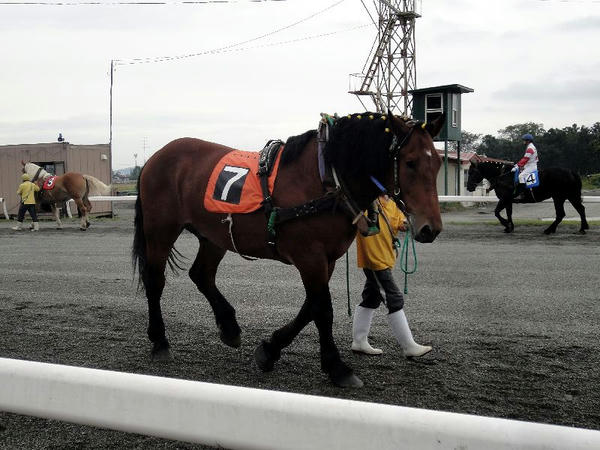 パドックを周回中の競走馬