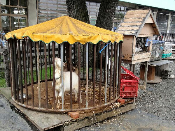他の動物たち(1)