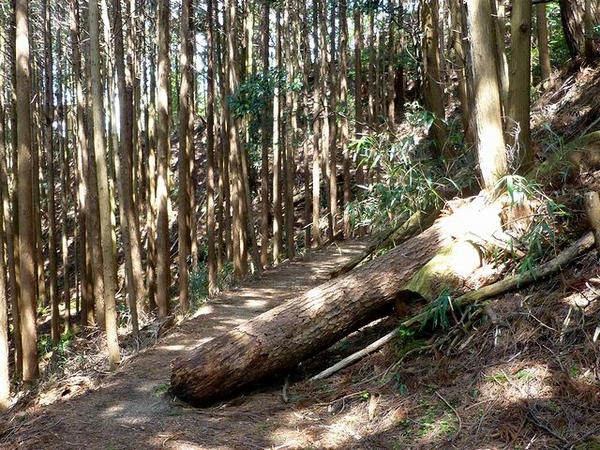 行く手を遮る倒木
