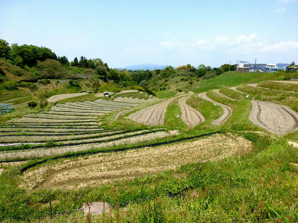 下赤阪の棚田