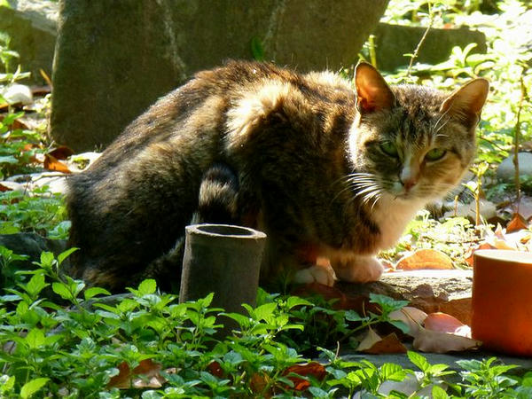 城内にいた野良猫