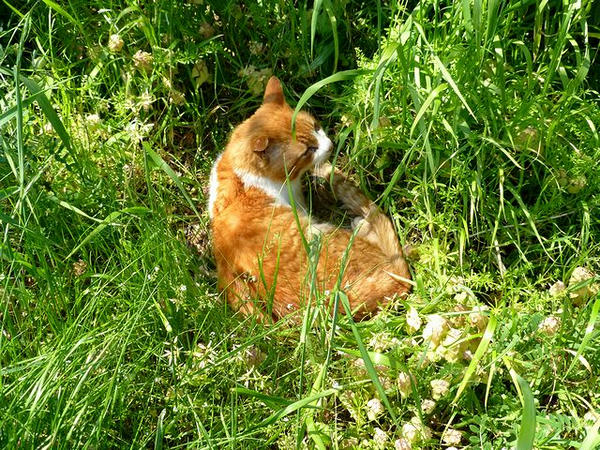 薬研堀あたりにいた猫