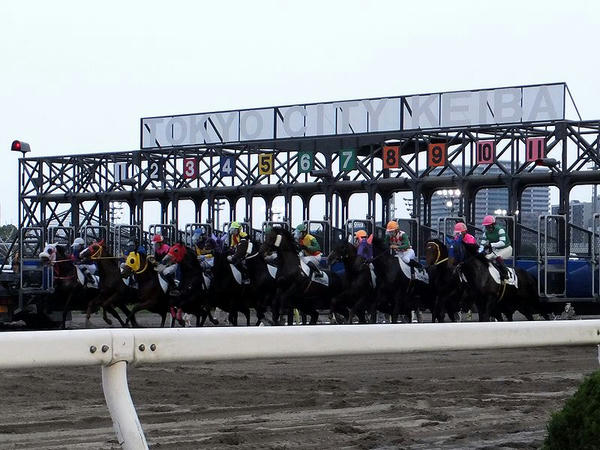 大井競馬場のゲート