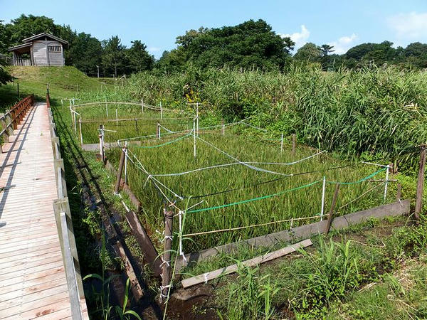 栽培される古代米