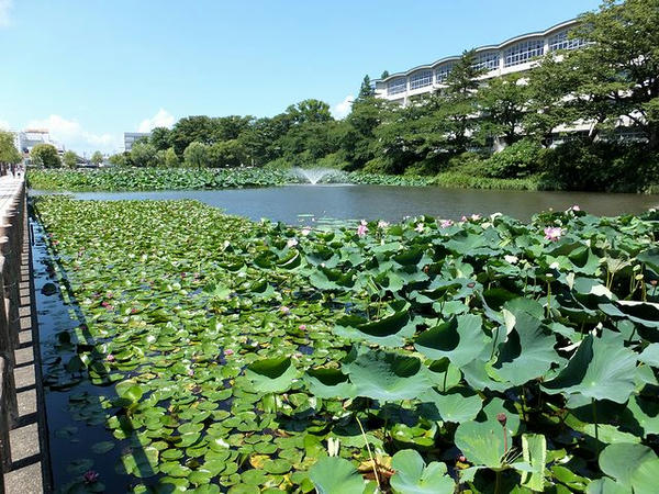 大手門の堀と蓮