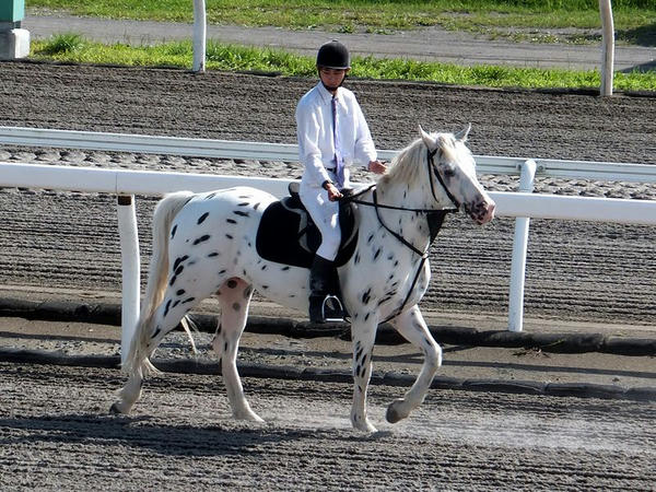 誘導馬のテン太