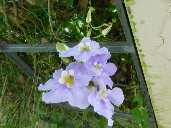 ベンガルヤハズカズラの花