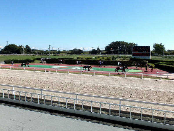 パドックを周回する競走馬