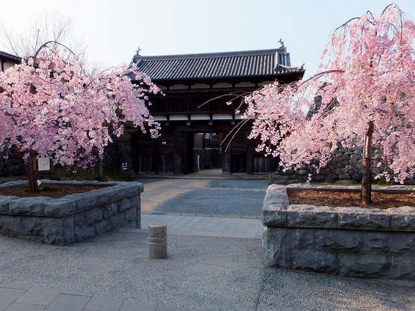 しだれ桜と大手門