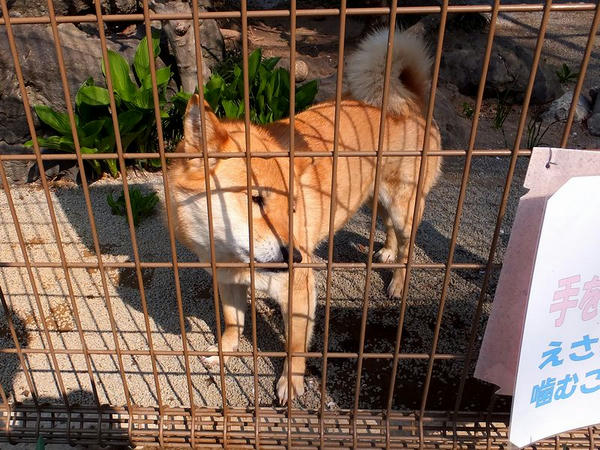 川上犬のさくらちゃん