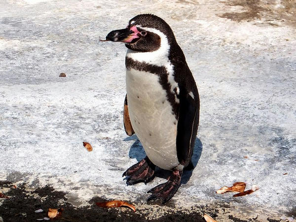 フンボルトペンギンさん