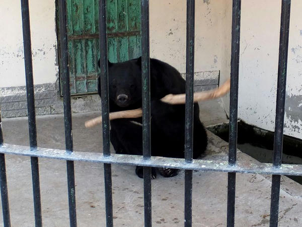 棒きれで遊ぶツキノワグマさん