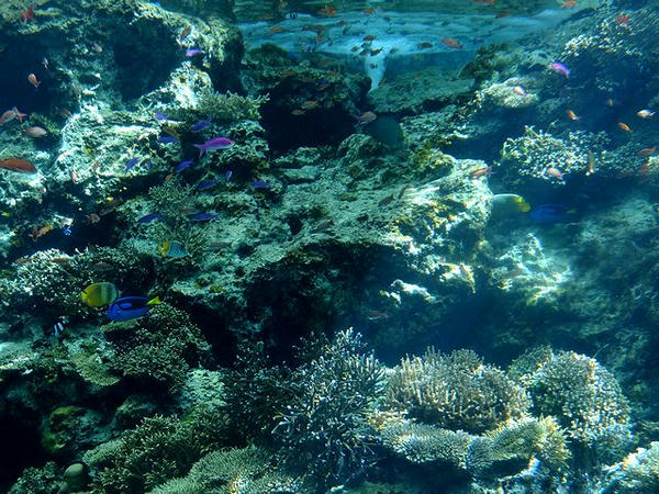 『サンゴの海』の水槽