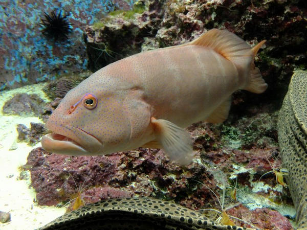 『熱帯魚の海』のスジアラ