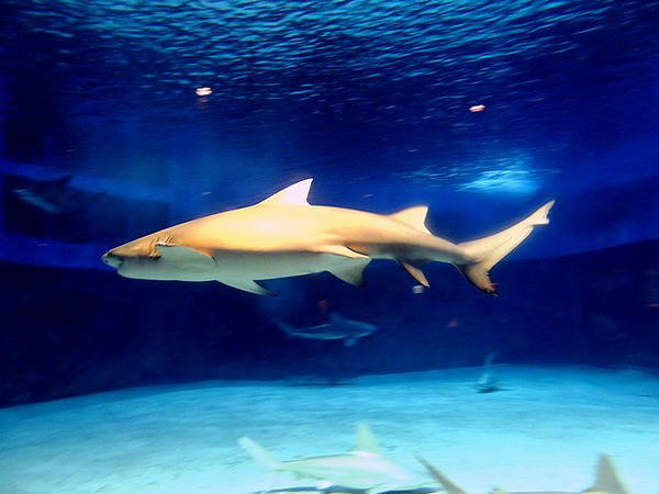 『危険サメの海』のオオメジロザメ