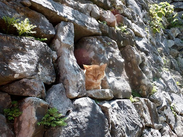 平朗門に居た猫