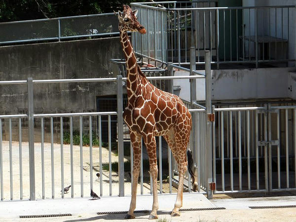 アミメキリンのキボウさん