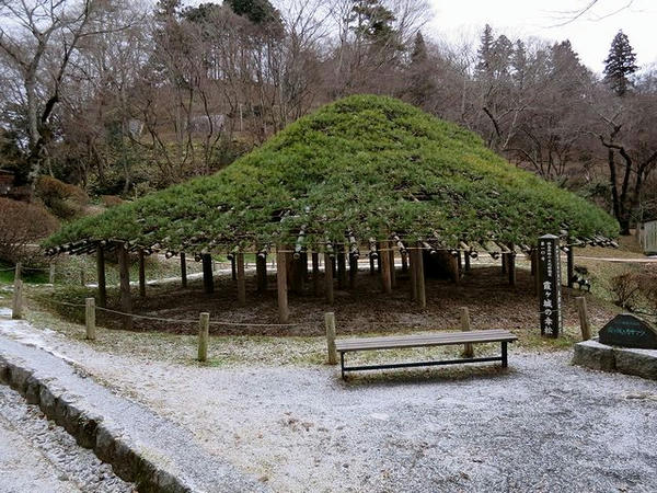 笠松