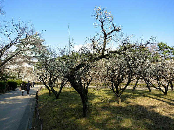 西の丸の梅林と天守