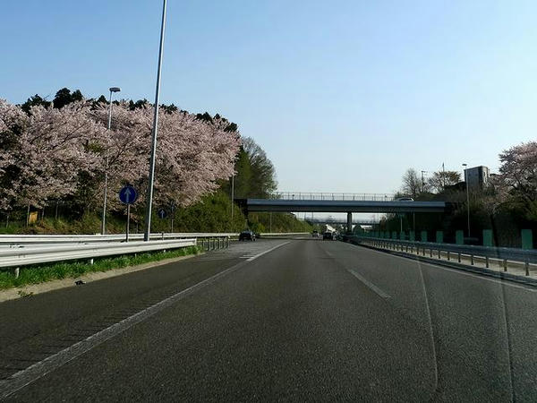 桜咲く東北道を
