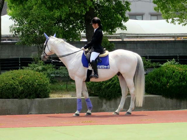 誘導馬のメイショウシャーク号