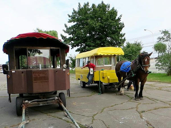 馬車を曳いて帰ってきたキング号