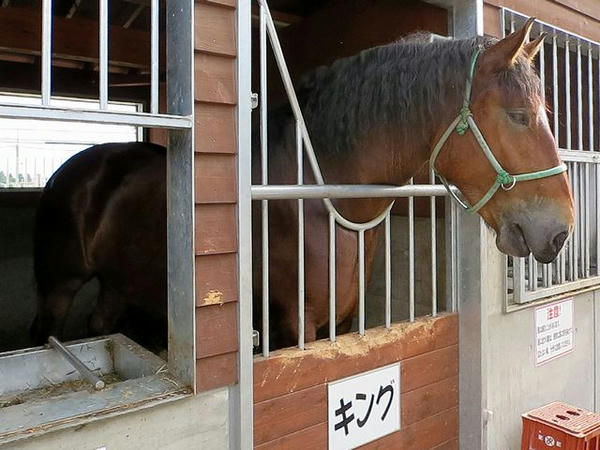 キング号