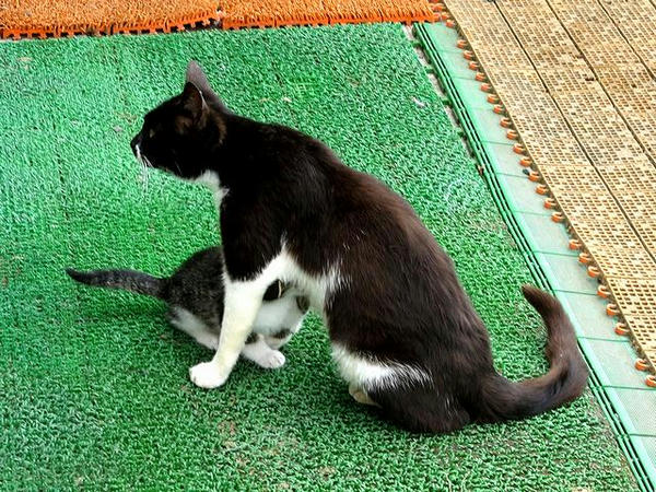 納沙布岬で見かけた猫