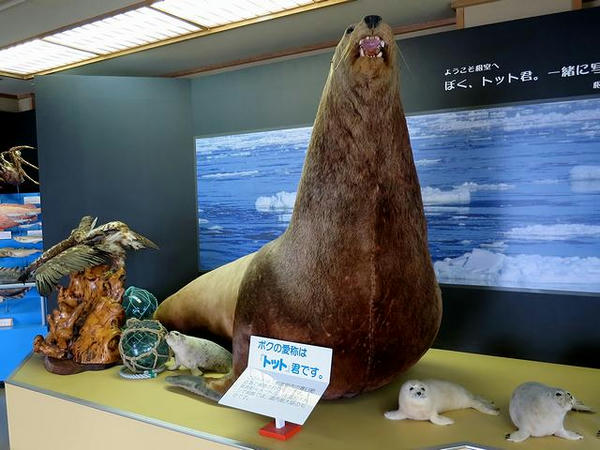 トット君