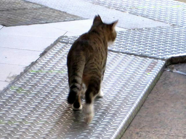 ホテルへの帰り道で見かけた猫その1