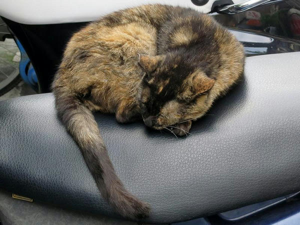 ホテルへの帰り道で見かけた猫その2