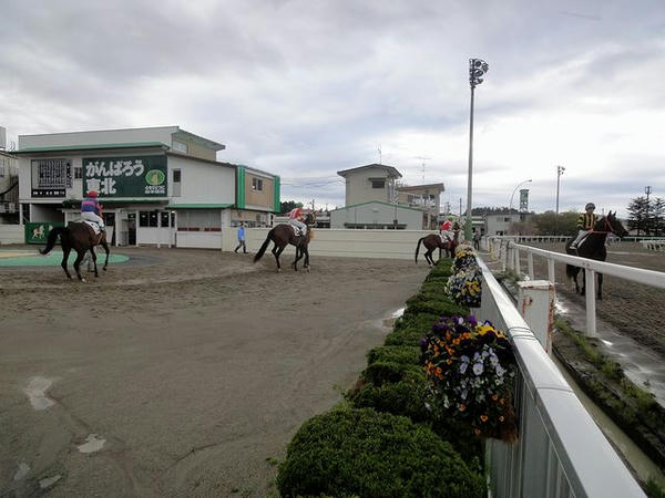 第11レースの馬場入り