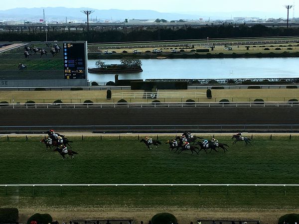 最後の直線を駆け抜ける競走馬